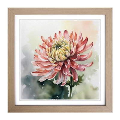 Chrysanthemum Watercolour - Framed Print
