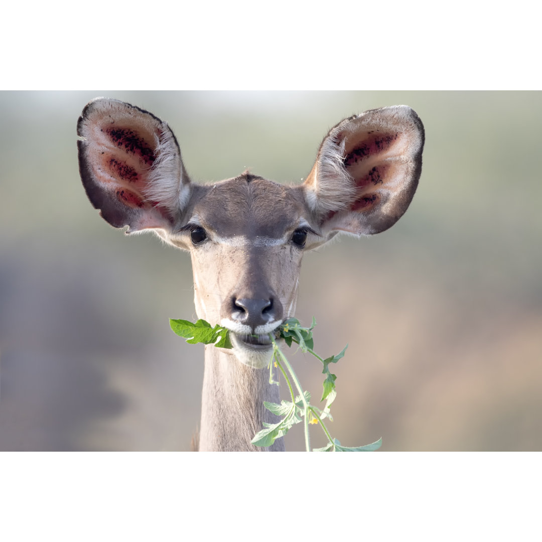 Kudu Porträt von Angelika - Kunstdrucke auf Leinwand ohne Rahmen