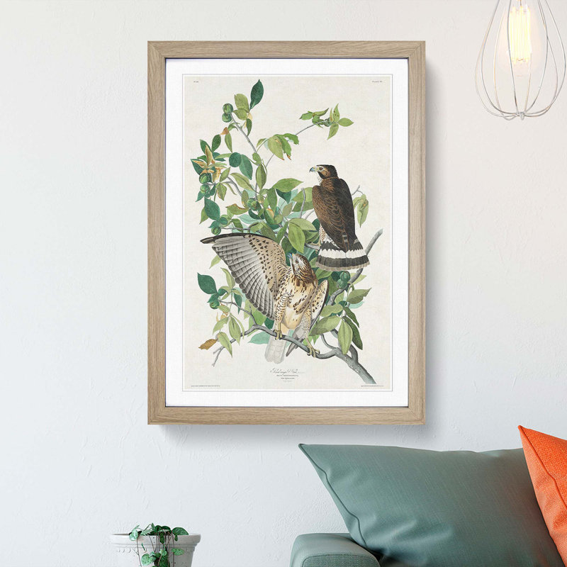 Brown-Winged Hawk by John James Audubon - Picture Frame Art Print, 36cm H x 27cm W x 2cm D, Oak Framed