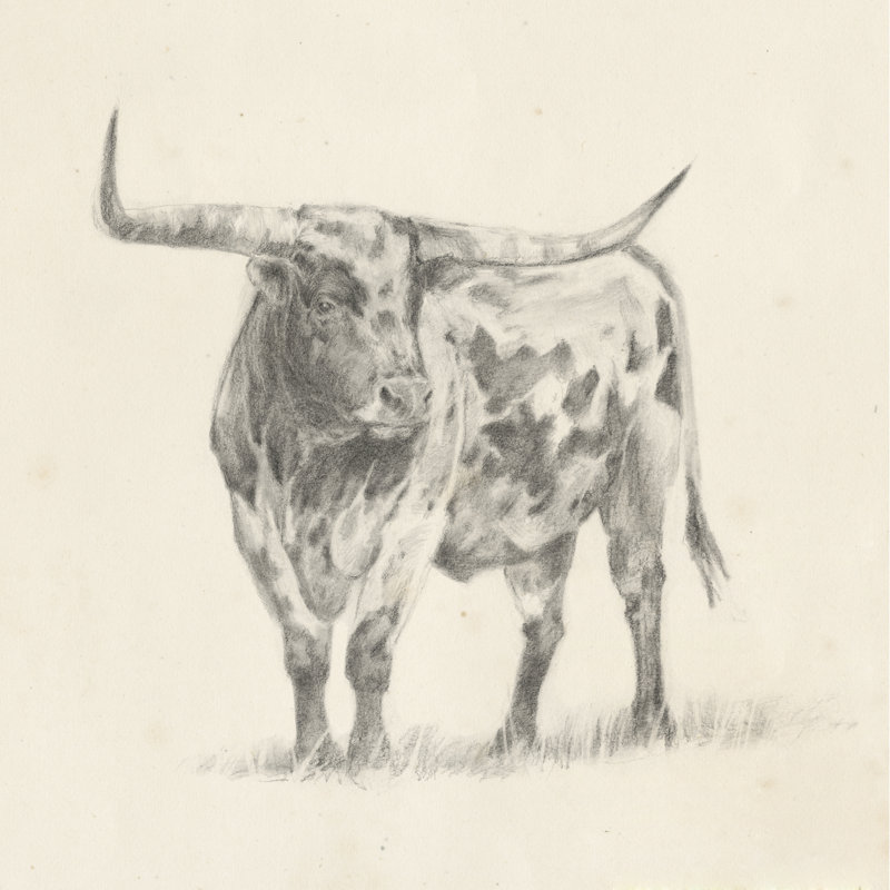 Longhorn Steer Sketch II by Ethan Harper - Wrapped Canvas Print, 30cm H x 30cm W