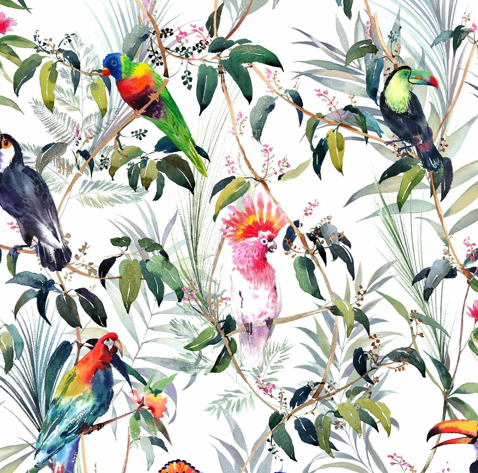 Tropical Bird Wallpapers  Top Free Tropical Bird Backgrounds   WallpaperAccess