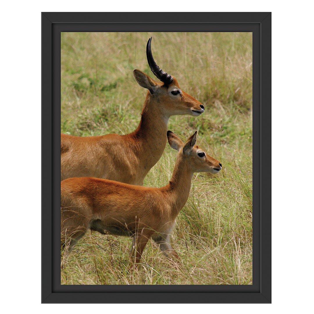 Gerahmtes Wandbild Dorkasgazelle mit Jungtier