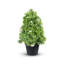 Topiaire en pot