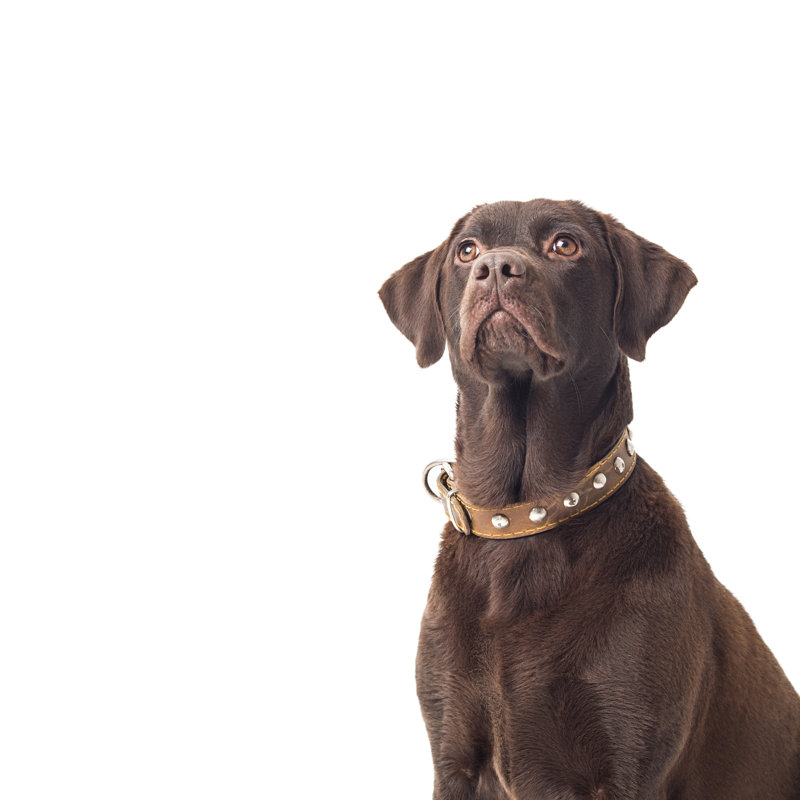 Labrador by Ozgurdonmaz - Wrapped Canvas Print, 122cm H x 122cm W
