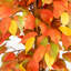 Arbre d'automne artificiel Autumn Ficus-271910620-271910621