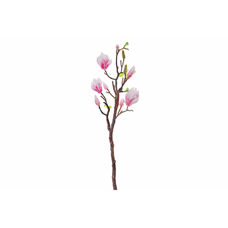Magnolia grand jet rose, Rose