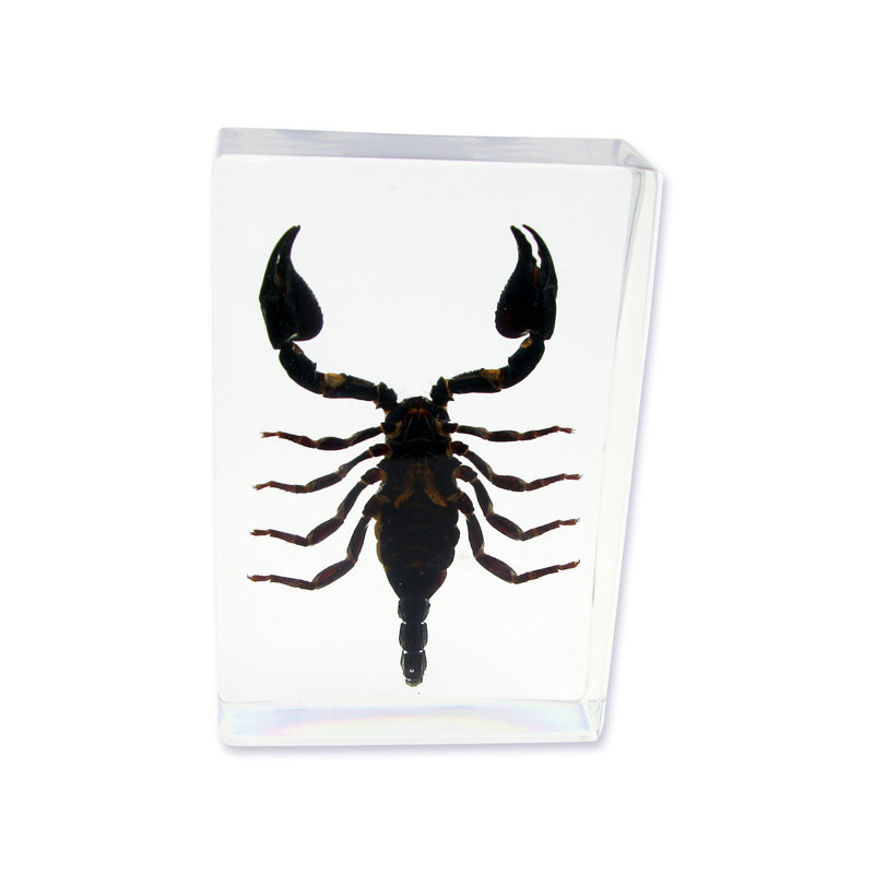 Décoration de bureau Scorpion Rapoza