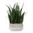 Uttermost Sansera Snake Accent Plant