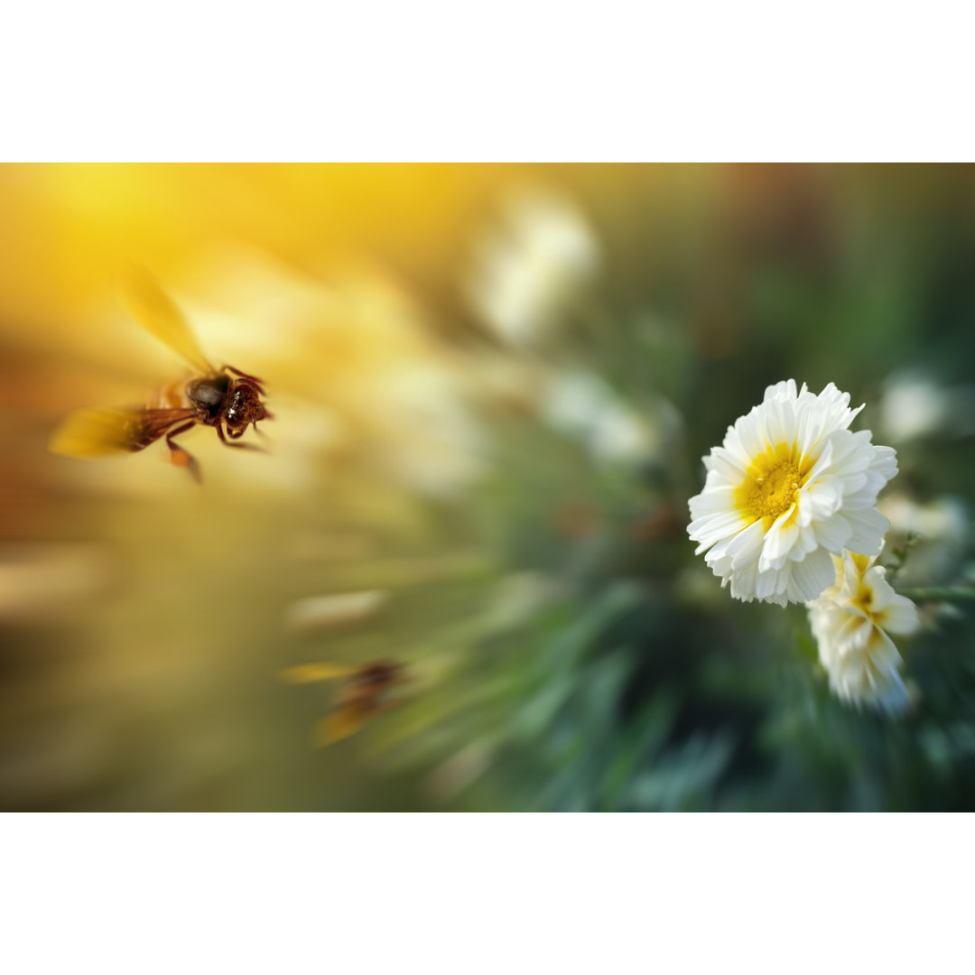 Honigbiene im Anflug auf eine weiße Blume von Gawrav - Leinwanddrucke