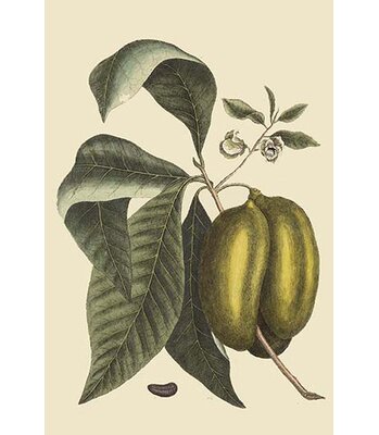 Anona Cherimoya Fruit - Graphic Art Print -  Buyenlarge, 0-587-30511-8C2842