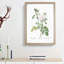Autumn Damask Rose by Pierre-Joseph Redoute - Single Picture Frame Painting-55456889-55456888