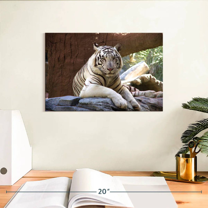 Crowle Resting White Tiger, 8" H x 12" W
