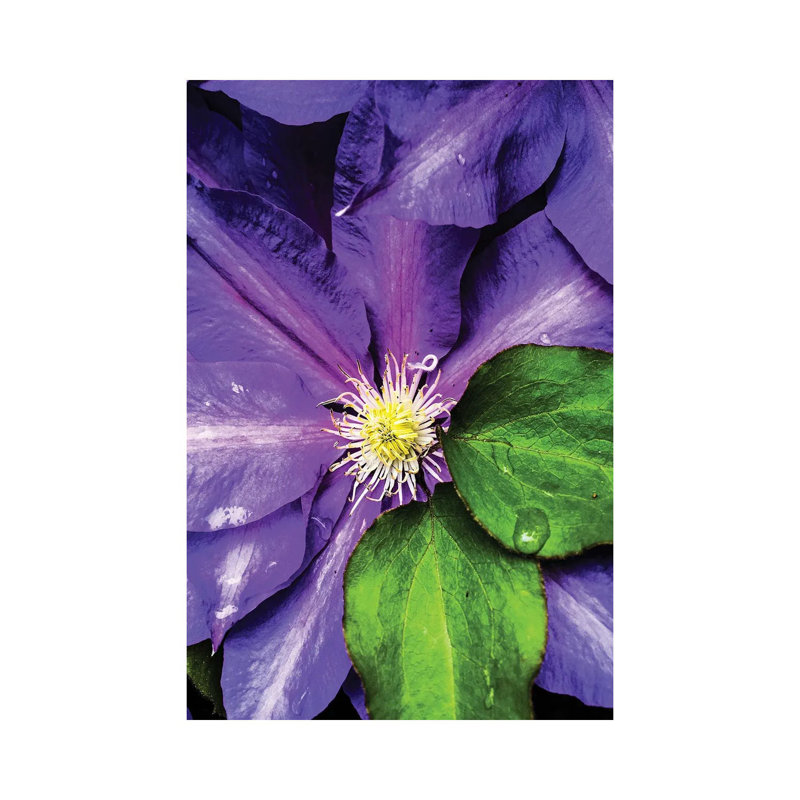 Clematis Spring 1 Piece Wrapped Canvas Wall Art
