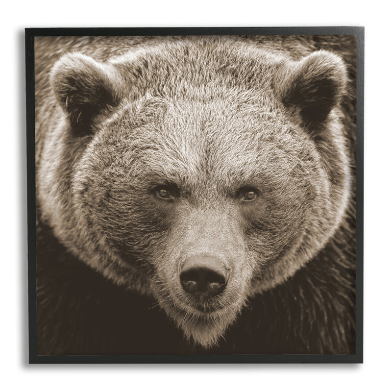 Photographie d'un ours brun encadré sur bois par Lil 'Rue, Giclée encadrée noir minuit, H 12 po x l 12 po x P 1,5 po