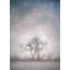 Two Trees Print by Scott Norris