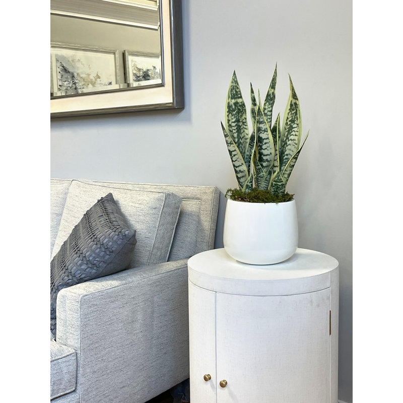 Snake Plant disposée dans un pot en fibre de pierre