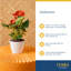 Anthurium Plant in Planter