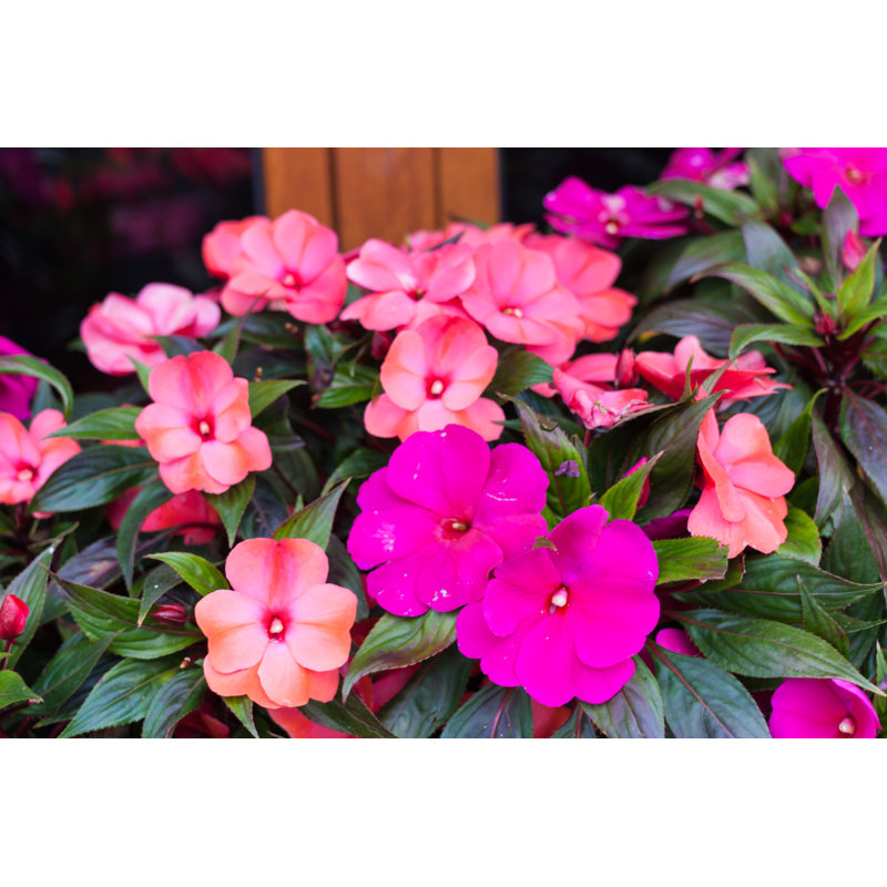 Bright Pink Impatiens Hawkeri, The New Guinea Impatiens, In Bloom by Jeanne Emmel - Wrapped Canvas Print