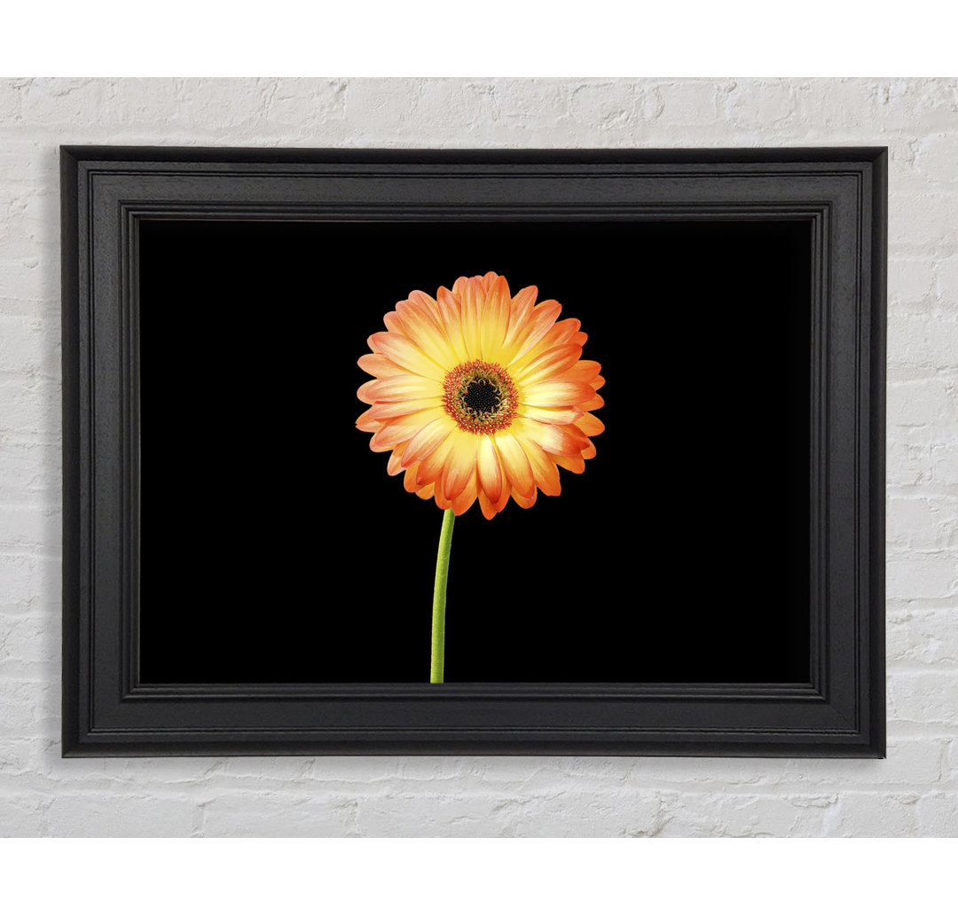 Orange Gerbera auf Schwarz - Einzelner Bilderrahmen Kunstdrucke