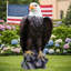 Statue aigle à tête blanche