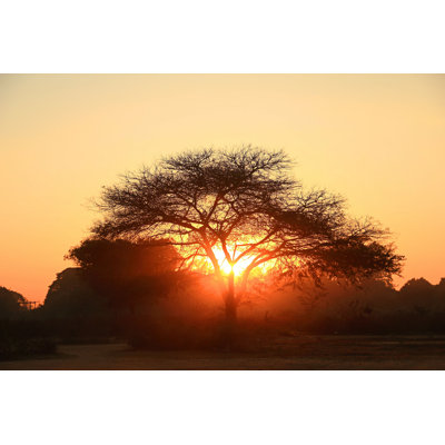 Silhouette of a Big Tree par Tatajantra - photographie sur toile tendue