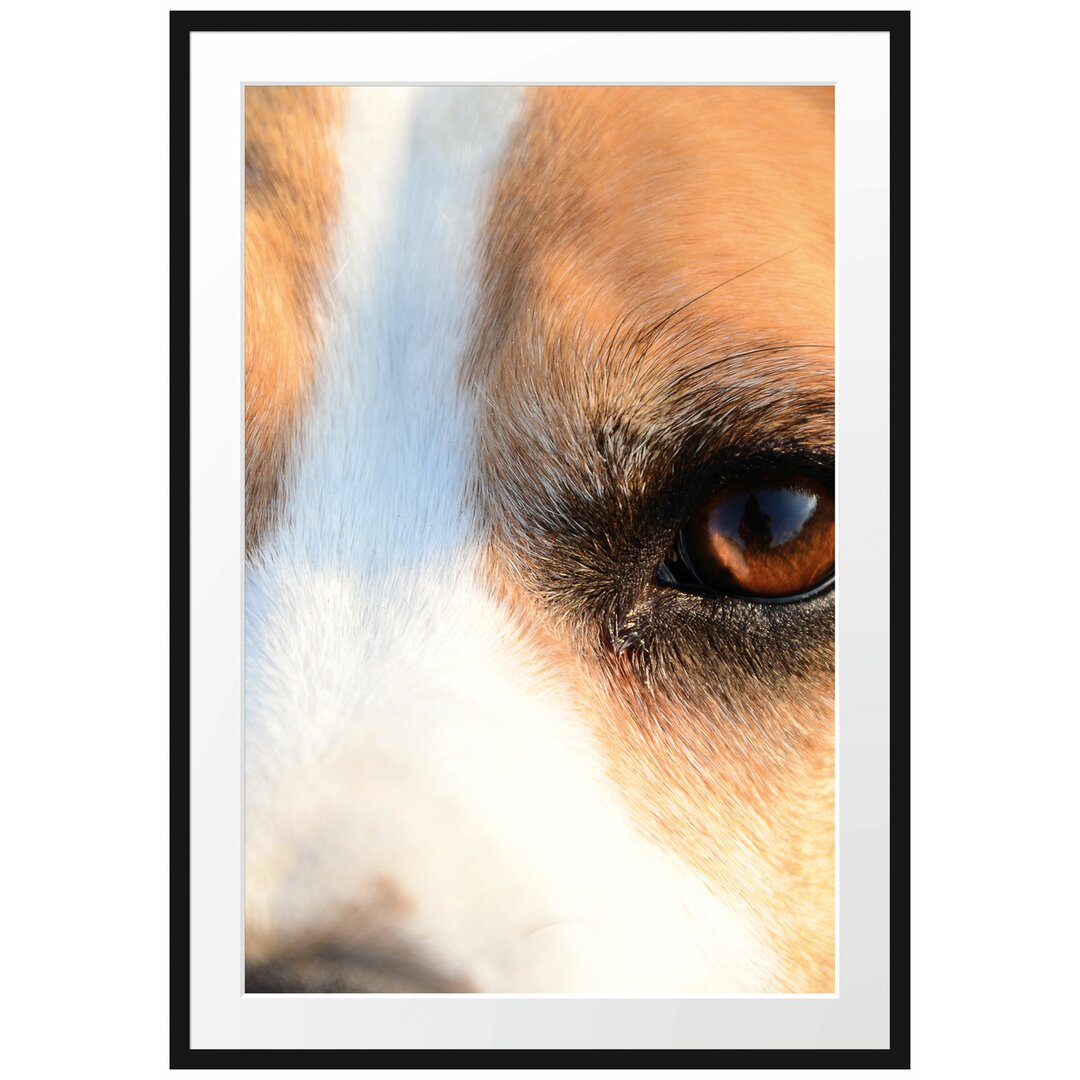 Gerahmtes Poster Große Beagle-Augen