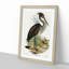 Great-Billed Heron by Elizabeth Gould - Picture Frame Painting Print on MDF-55575497-55575498