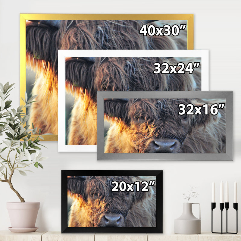 «Scottish Cow On Moorland III» - photographie sur toile, H 12 po x l 20 po x p 1 po, Cadre noir