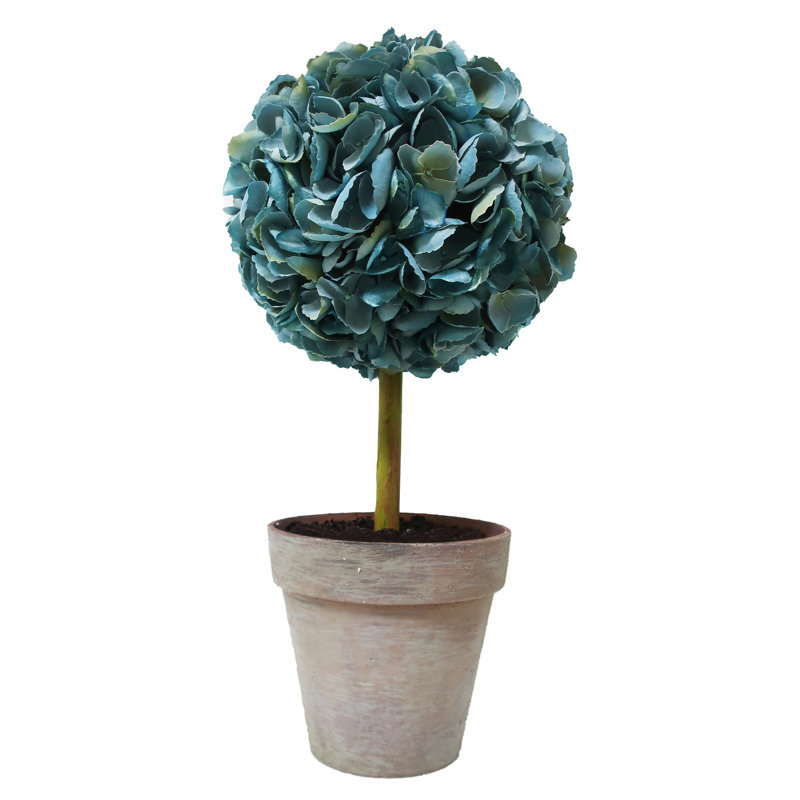 Hydrangea In Pot, Blue