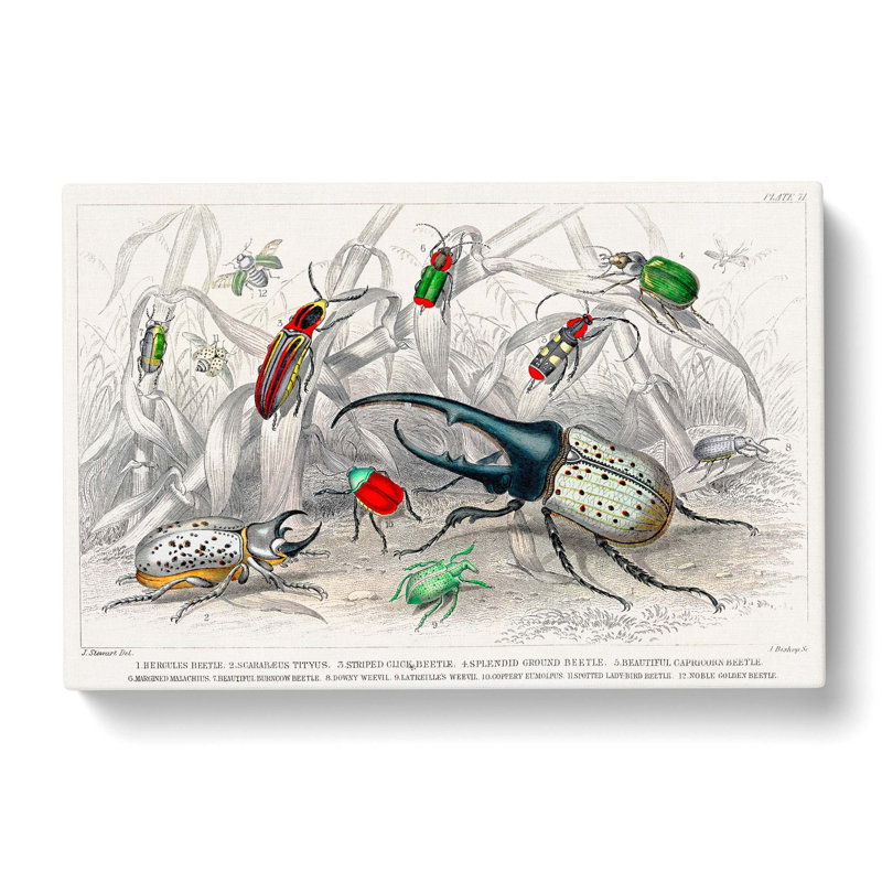 Assortment of Beetles PL.71 by Oliver Goldsmith - Wrapped Canvas Painting Pint - Wrapped Canvas, 35cm H x 50cm W x 3cm D