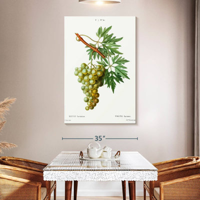 Yarlin Grape Vine - Vitis Laciniata