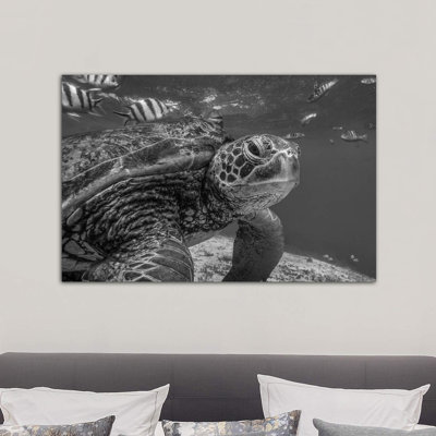 Green Sea Turtle, Balicasag Island, Philippines by Tim Fitzharris - Wrapped Canvas Print
