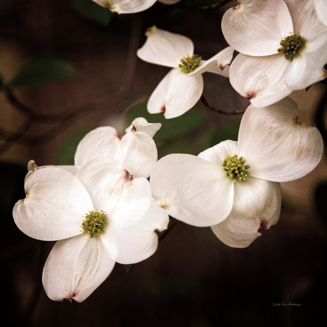 Leinwandbild White Dogwood III von Debra Van Swearingen