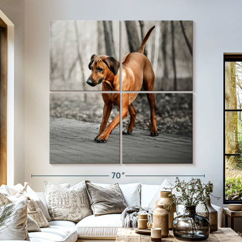 Chiot Brampt Rhodesian Ridgeback, H 57 po x l 57 po