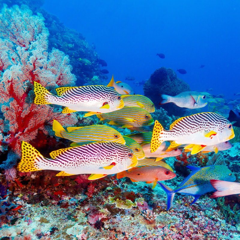 Tropical Fish - Wrapped Canvas Print, 91cm H x 91cm W x 3.8cm D