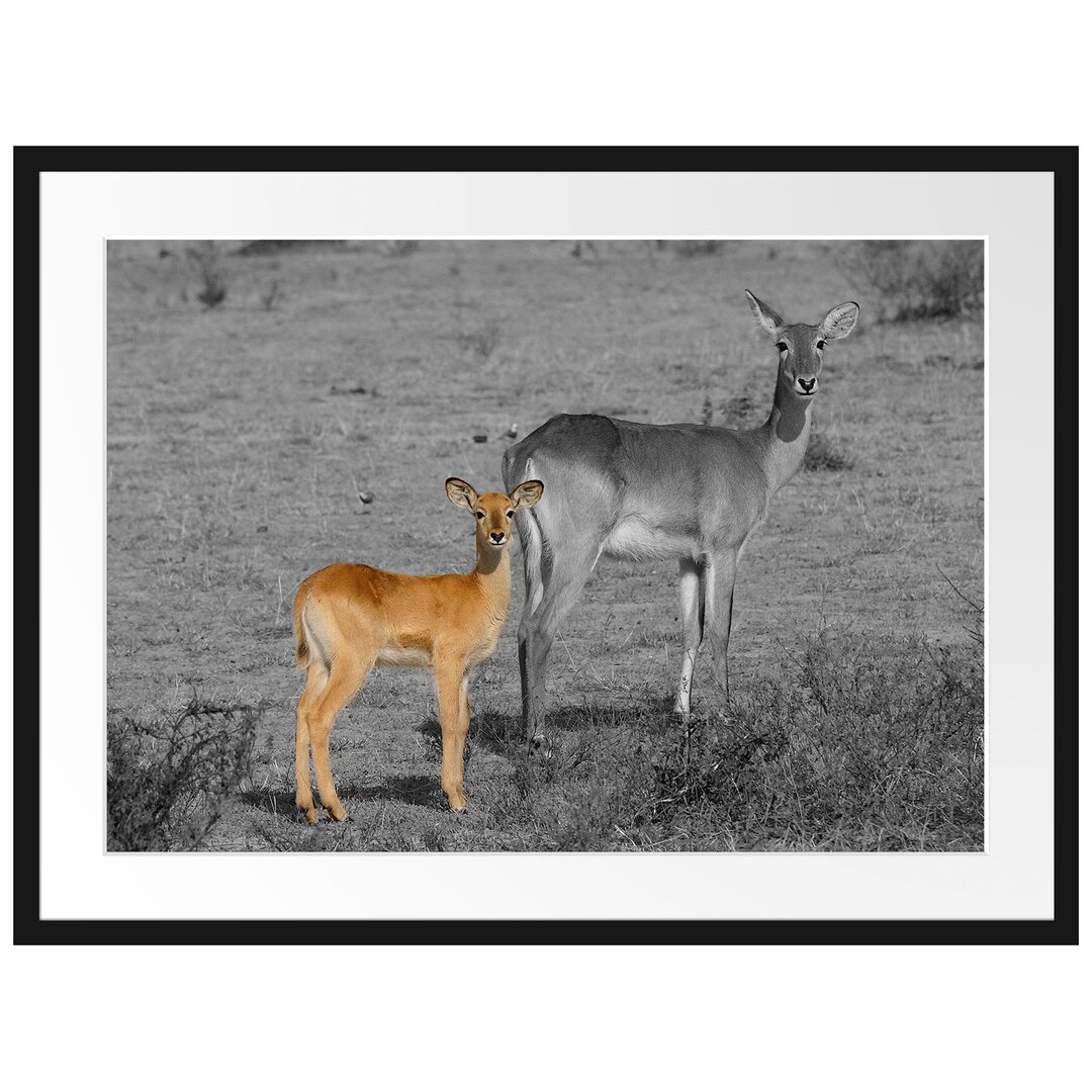 Gerahmtes Poster Indische Gazelle mit Jungtier