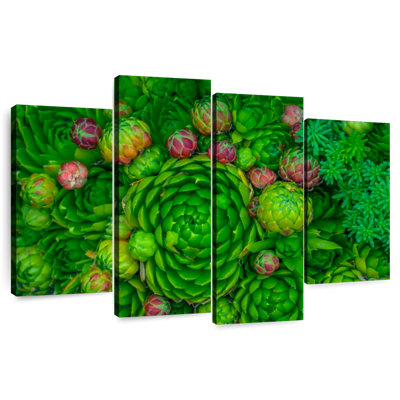 Harnek Healthy Green Succulents
