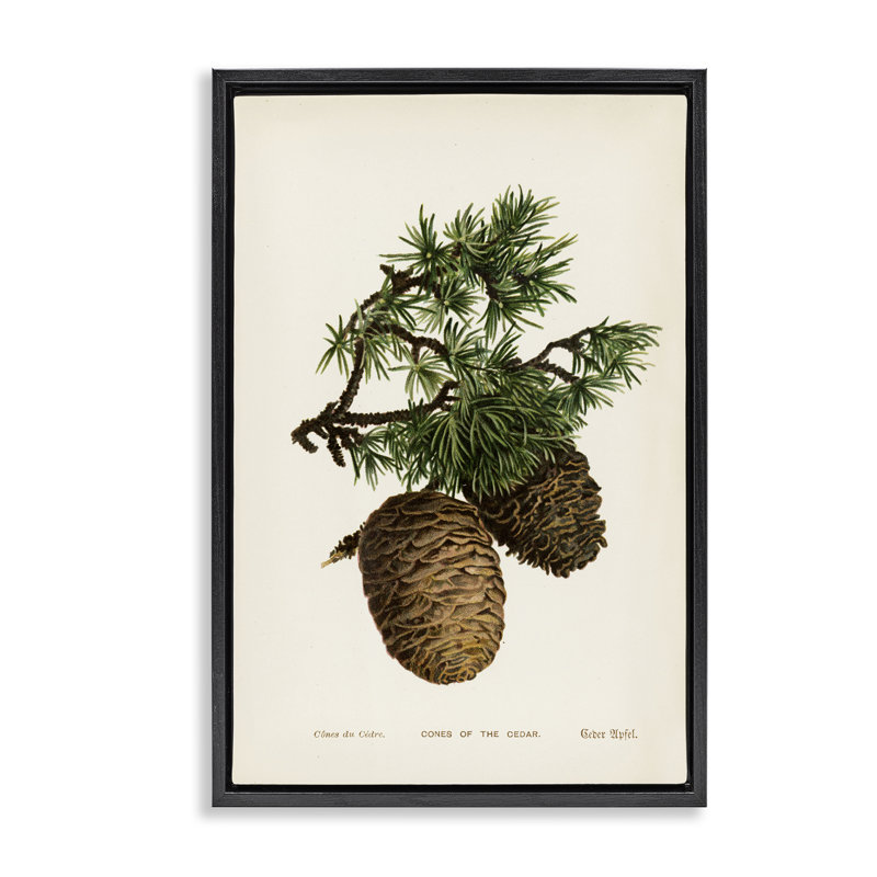  «Cedar Tree Pinecones» par Tina Higgins Designs, Inc., Cadre noir, H 25 po x l 17 po