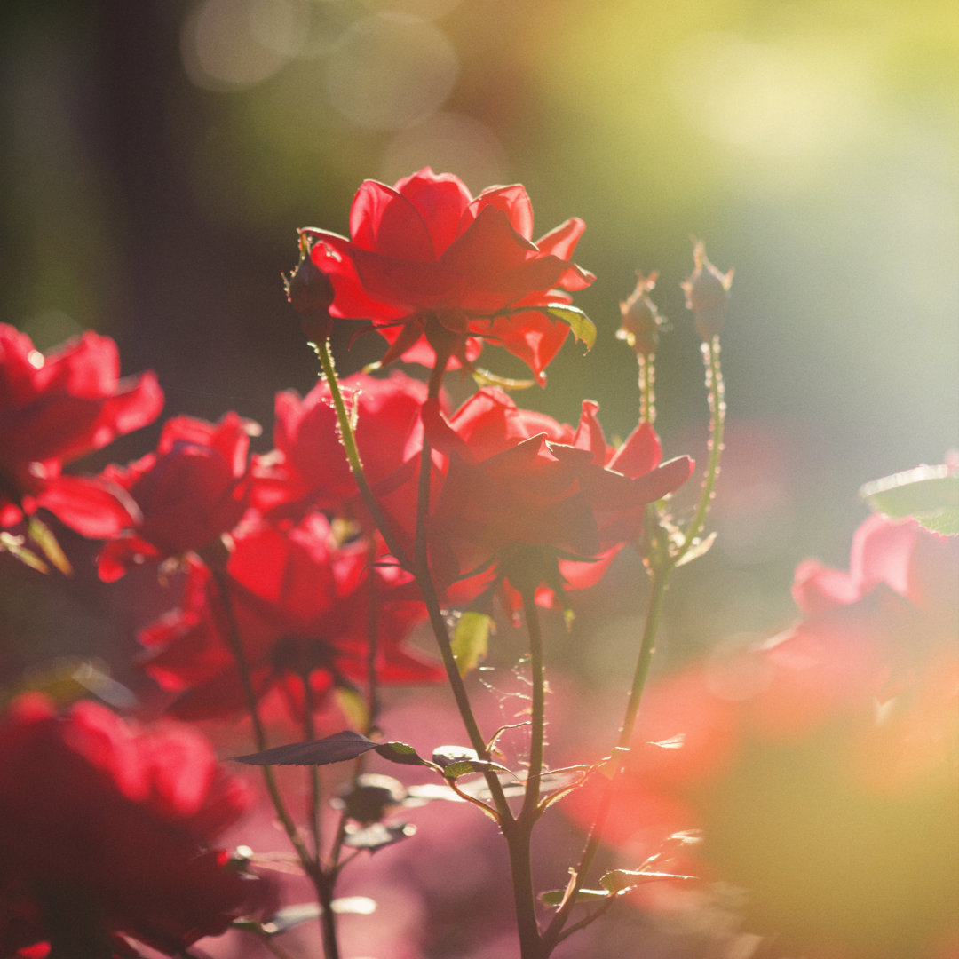 Von der Sonne geküsste Rose