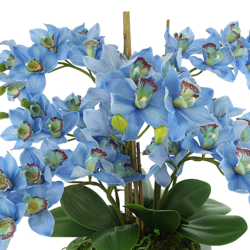 Orchids Arranged in Fiberstone Planter, Blue