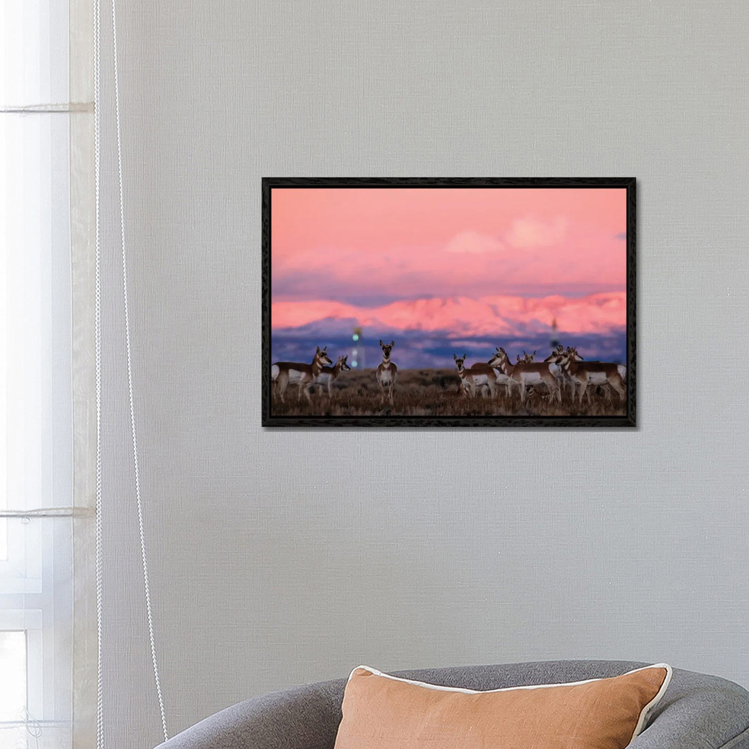 A Herd Of Pronghorns Graze Near Gas Drilling Rigs Sunset Near Pinedale, Wyoming von Joel Sartore - Gallery-Wrapped Canva...