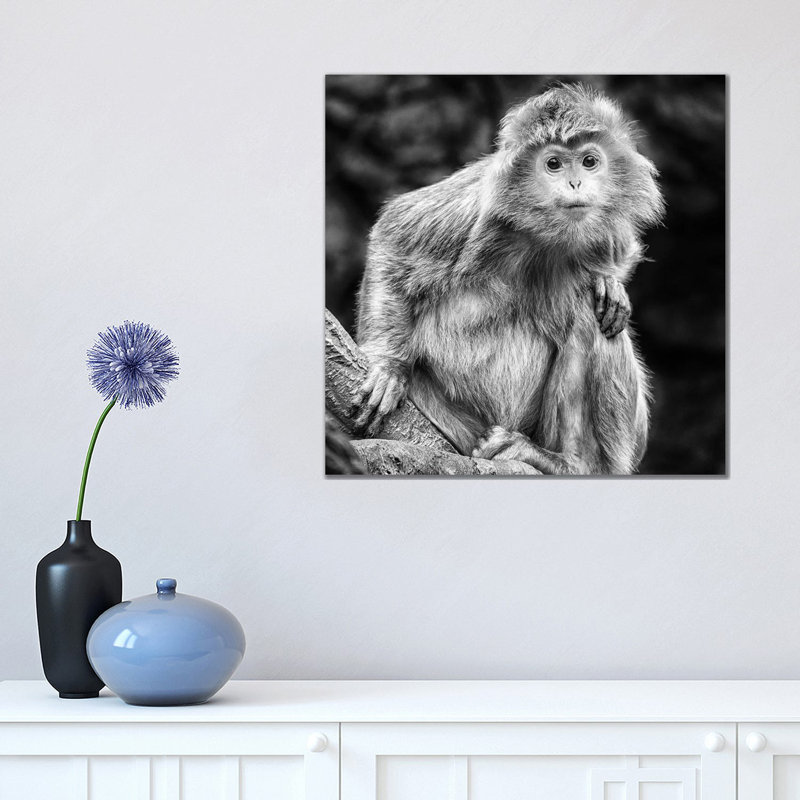 Curious by David Gardiner - Print on Canvas, Wrapped Canvas, 45.72 cm H x 45.72 cm W x 3.175 cm D