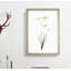Freesia Flowers by Pierre-Joseph Redoute - Picture Frame Painting Print-55577766-55577764