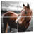 Brampt Shining Horse