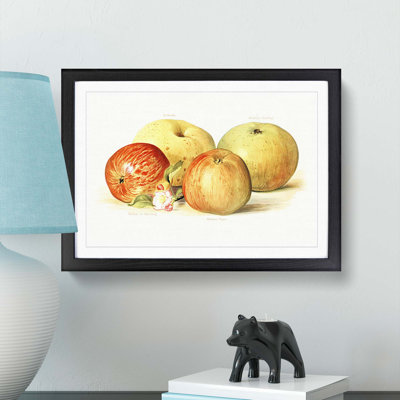 Vintage Illustration of a Selection of Apples - Picture Frame Painting Print