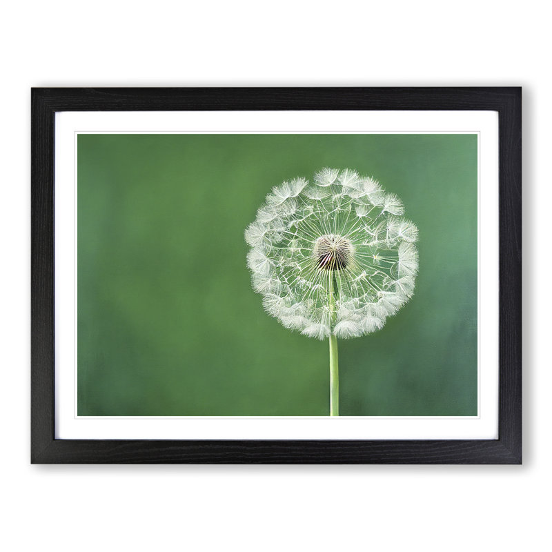Excellent Dandelion Flower - Framed Print, Black, 25cm H x 34cm W x 2cm D
