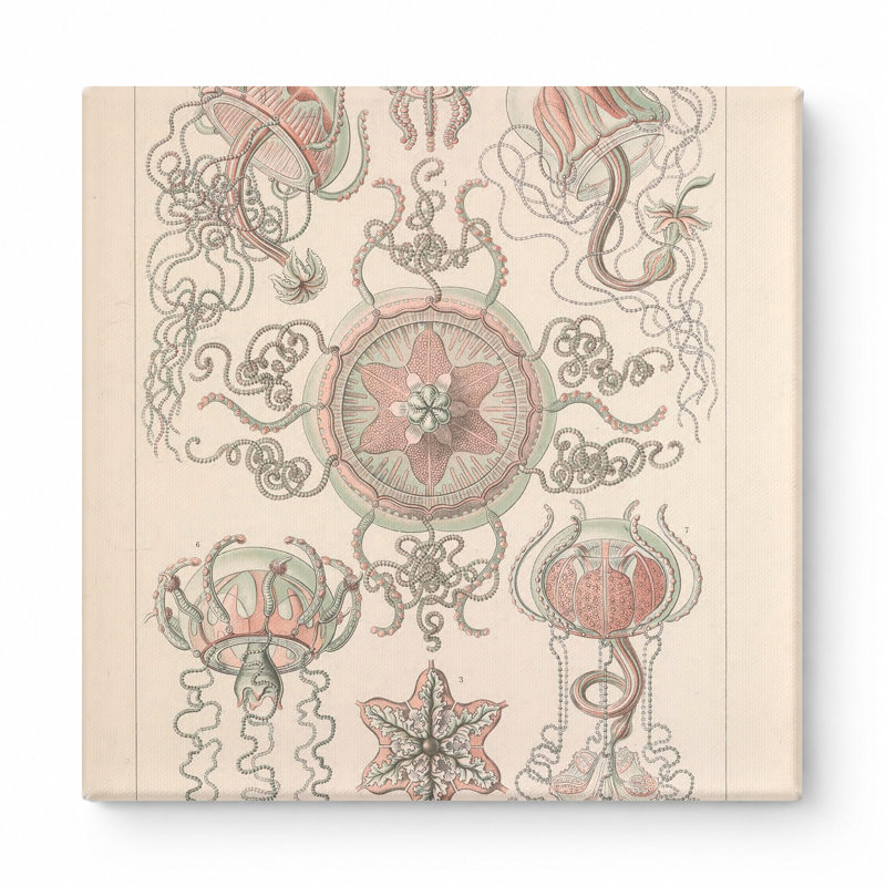 Art textuel carré, Tafel 26 - Trachomedusae (1904), L 12 po x H 12 po