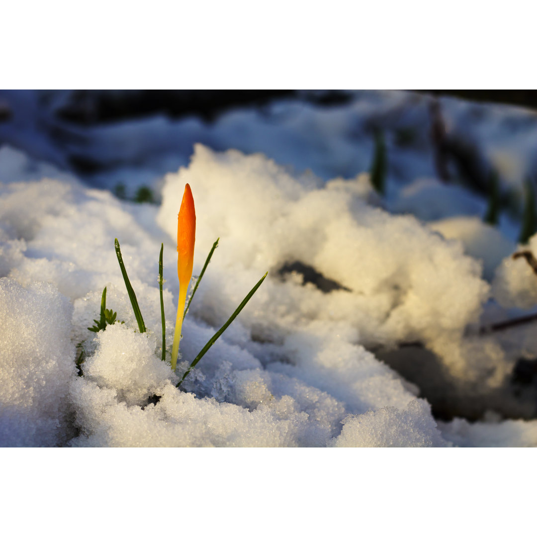 Gelbe Krokusse im verschneiten Garten