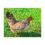 No Frame Print on Canvas-1265152861
