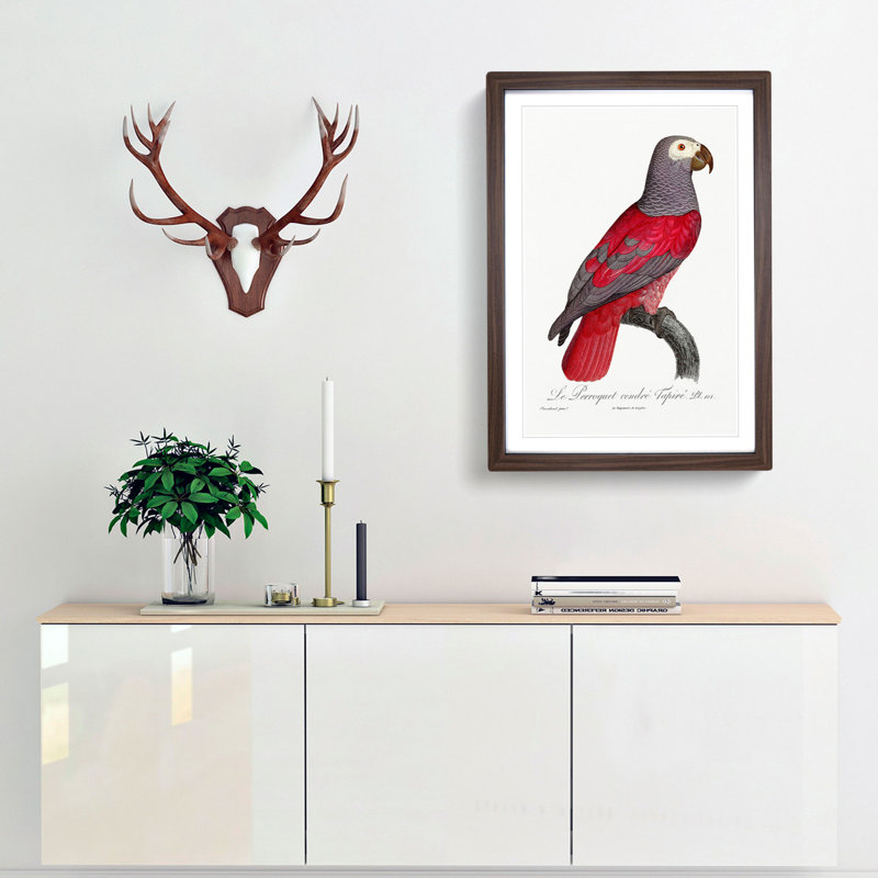 Grey Parrot by F. Levaillant - Picture Frame Painting Print, 65cm H x 48cm W x 2cm D, Walnut Framed